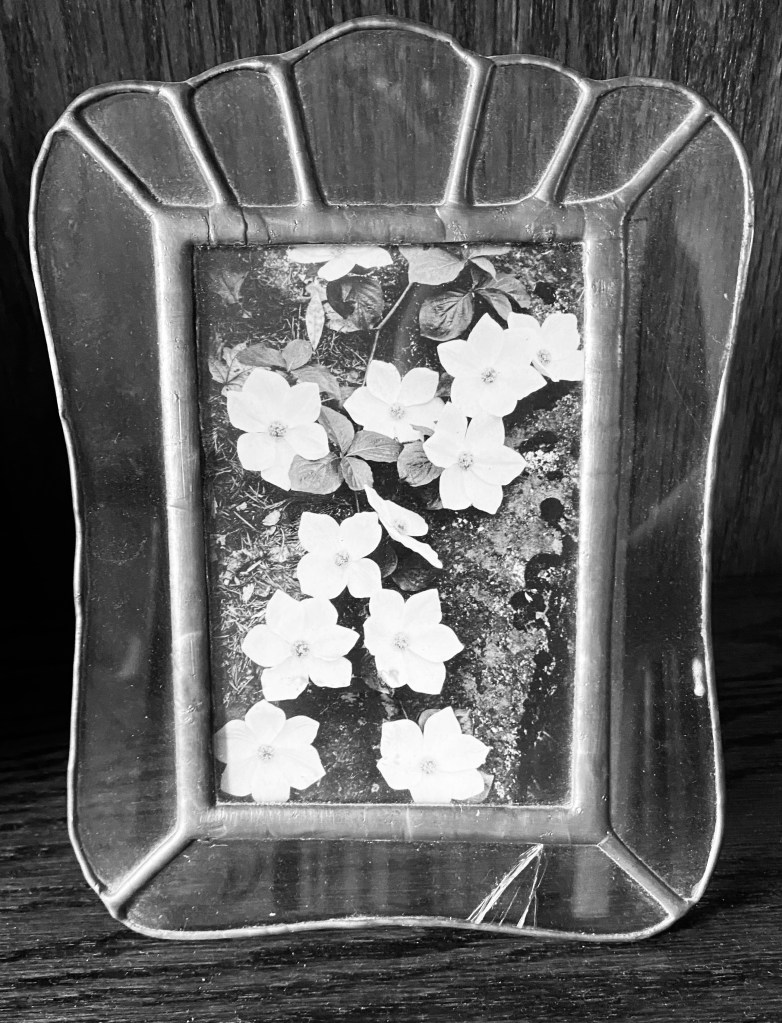 Black and white framed photo of white flowers.