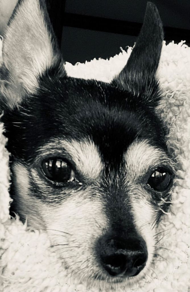 Chihuahua sleeping in blanket