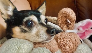 Chihuahua with head resting on stuffed animal