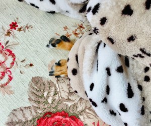 tiny dog paws under blanket